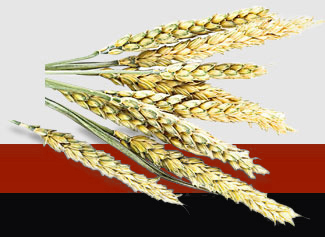 2121�Ƿ���(�й���)�����ٷ���վ