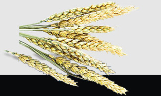 2121�Ƿ���(�й���)�����ٷ���վ