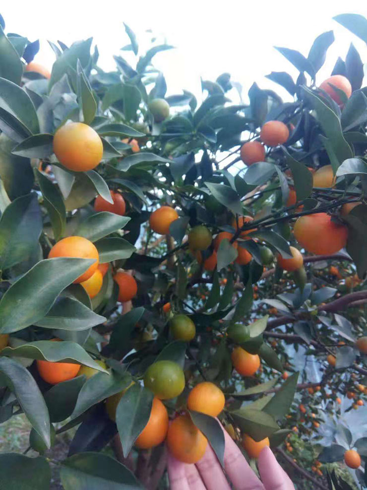 2121�Ƿ���(�й���)�����ٷ���վ